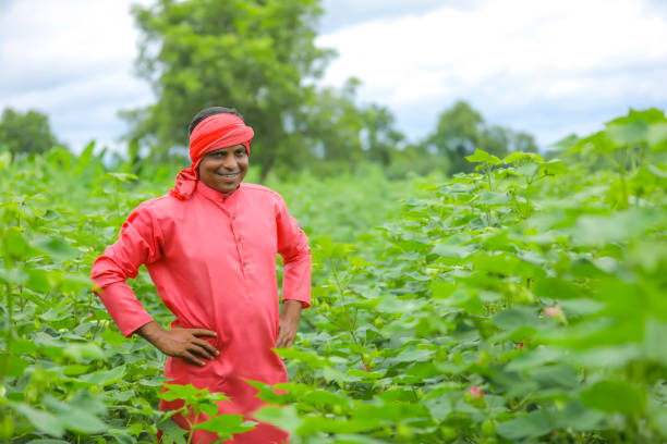 istock Young Indian farmer at cotton field 1284502862