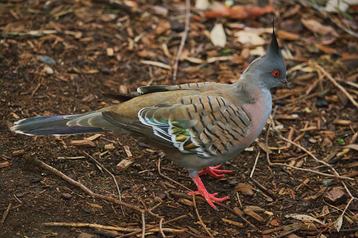 Australian wildlife bird pigeon