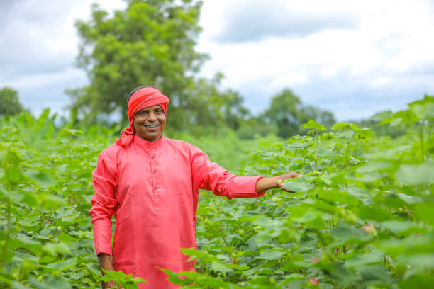 istock Young Indian farmer at cotton field 1284502902