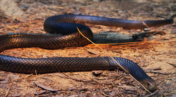istock Australian wildlife snakes 1284504428