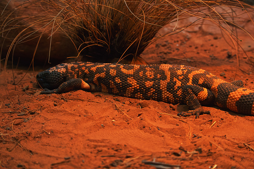 Australian wildlife lizard Gila monster