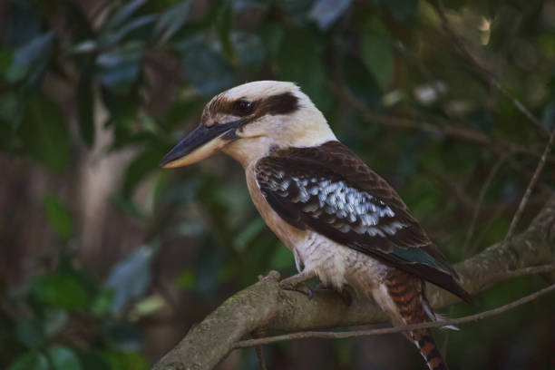 istock Australian wildlife bird kookaburra 1284505438