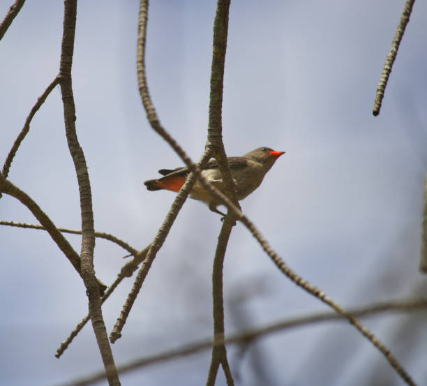 istock Australian wildlife bird small grey 1284505640