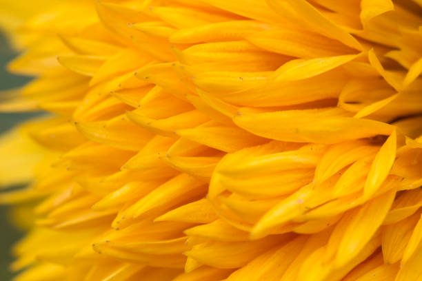 istock Yellow flower petals 1284506306