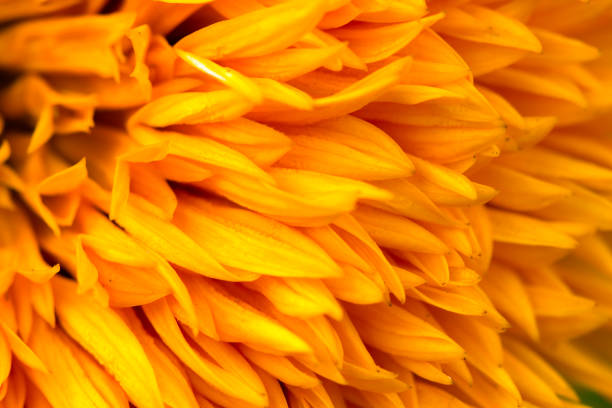 istock The yellow petals. Backgrounds 1284506311