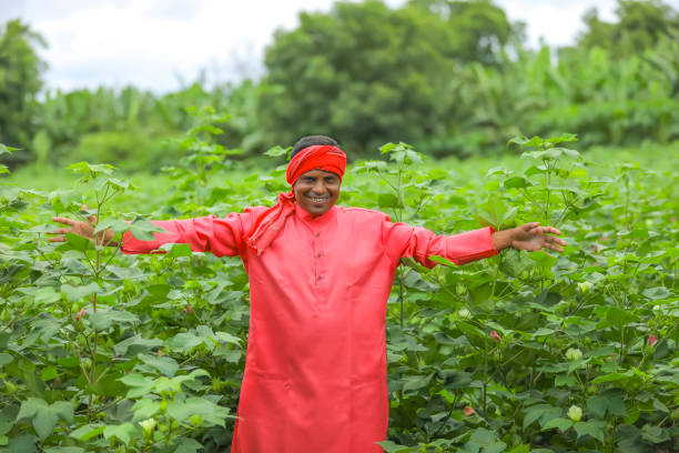 istock Young Indian farmer at cotton field 1284506613
