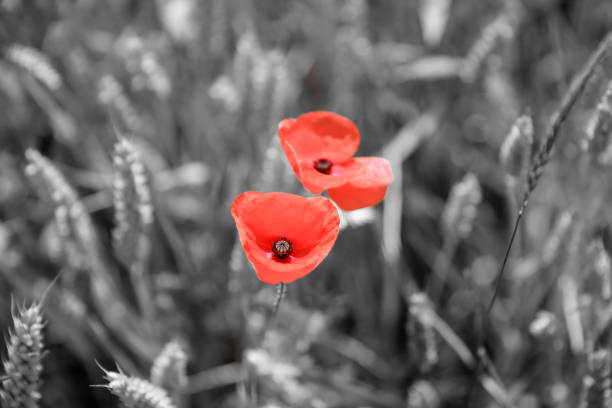 schwarz-weißer hintergrund mit roten mohnblumen im vordergrund - poppy field remembrance day flower stock-fotos und bilder