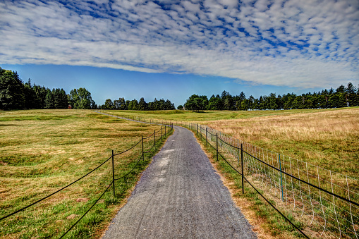 Country Dirt Road Through Meadow Field