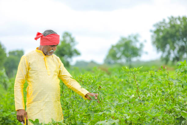 istock Indian / Asian farmer standing at agriculture field 1284507715