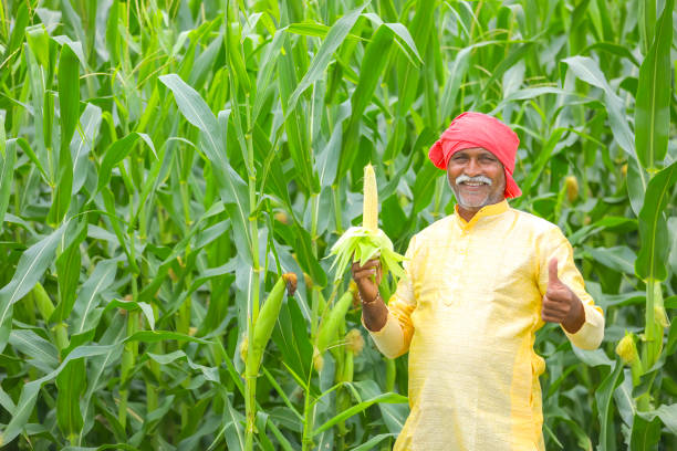 istock Indian farmer at corn field and inspecting corn cob 1284509295