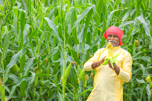 Indian farmer at corn field and inspecting corn cob