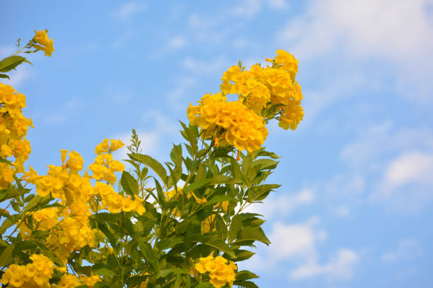 istock Bright yellow flowers with blue sky 1284510573