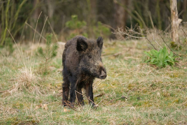 istock Wild boar, a cute funny piglet walking on grass, trees in backgound 1284512430