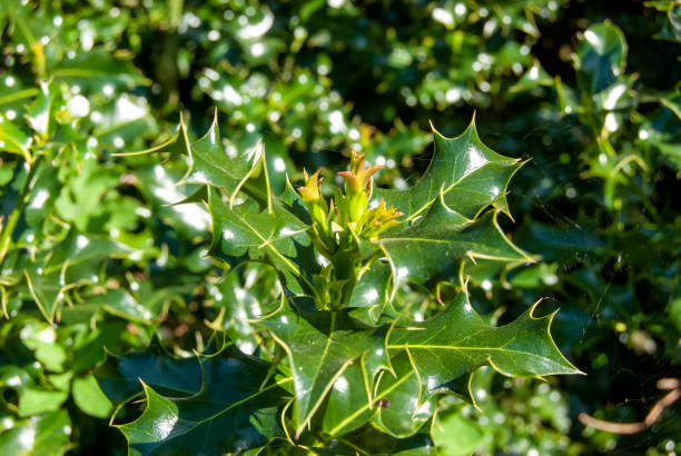 istock English Holly (Ilex aquifolium) growing in rural Suffolk 1284513557