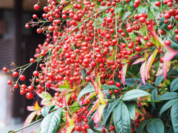istock Nandina domestica 1284513565