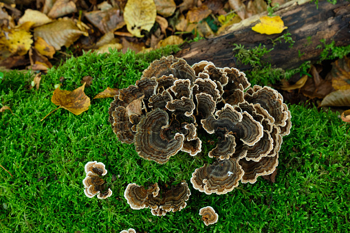 Turkey Tail (Trametes versicolor) from above closeup in autumn, Bialowieza Forest, Poland, Europe