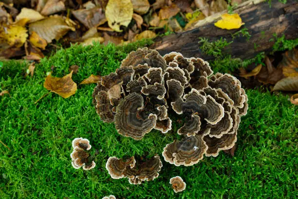 Photo of Turkey Tail (Trametes versicolor) from above