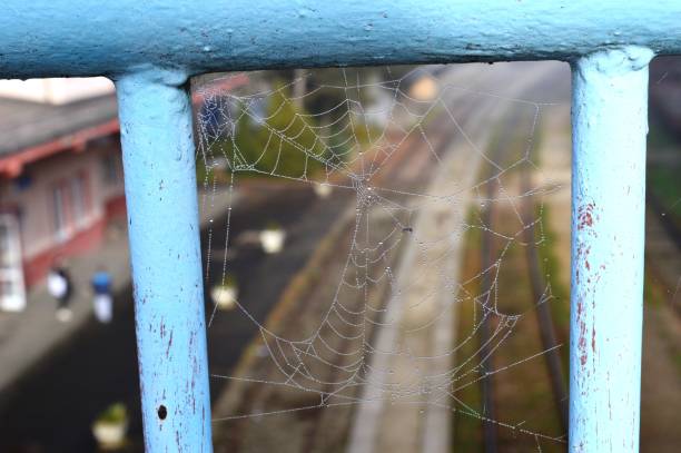 istock spider web on a metal fence 1284517635