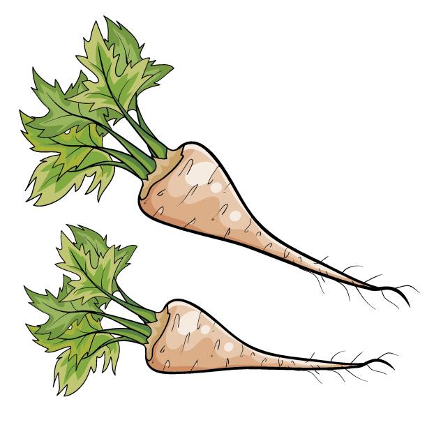 Parsnip zum Kochen, Cartoon-Illustration, isoliertes Objekt auf weißem Hintergrund, Vektor, – Vektorgrafik