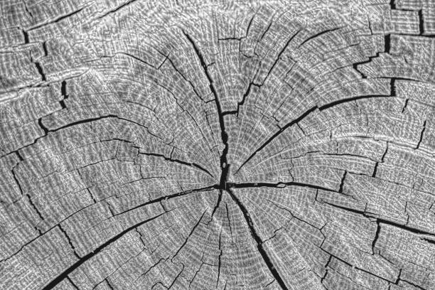istock Wood texture of cutted tree trunk, close-up. Top view. 1284519983