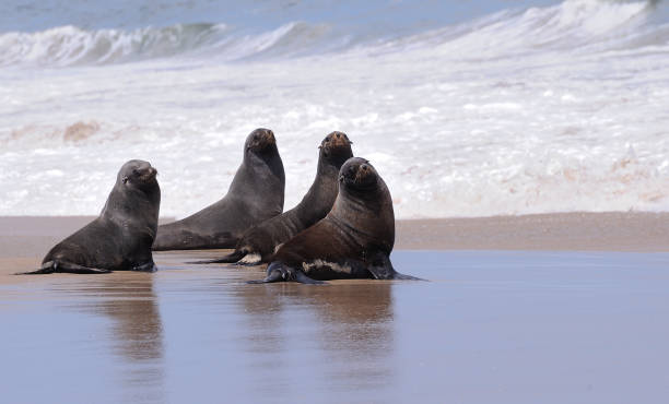 istock Four seals looking curiously on at hikers passing by in the Namib desert 1284520192