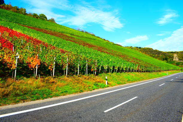 istock edge of the vineyards road 1284520265