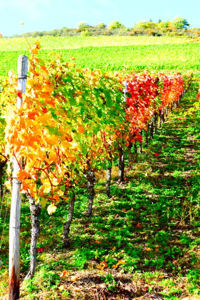 istock colorful autumn vineyards, Klotten an der Mosel 1284520368