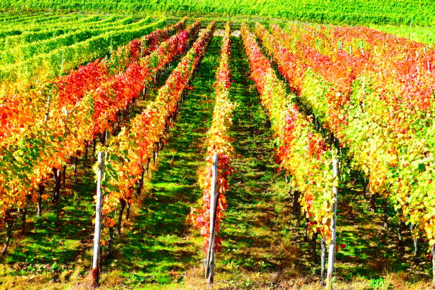 istock colorful autumn vineyards, Klotten an der Mosel 1284520448