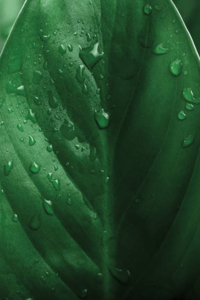 istock wet green tropical leaf close-up, tropical background 1284522191