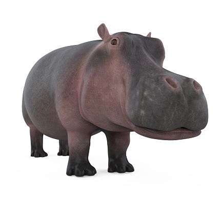 Hippopotamus isolated on white background. 3D render