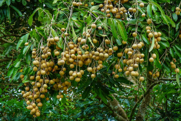 Bunch of longan fruit on tree with leaves background. Cluster of fresh longan fruit with green leaf Bunch of longan fruit on tree with leaves background. Cluster of fresh longan fruit with green leaf longan stock pictures, royalty-free photos & images