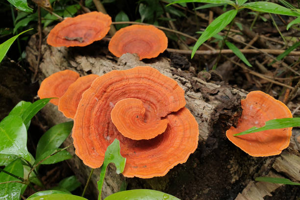 istock Death tree trunk covered with fungus 1284523399