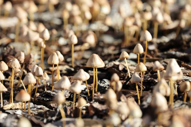 리버티 캡 psilocybe 버섯 - magic mushroom moss autumn outdoors 뉴스 사진 이미지
