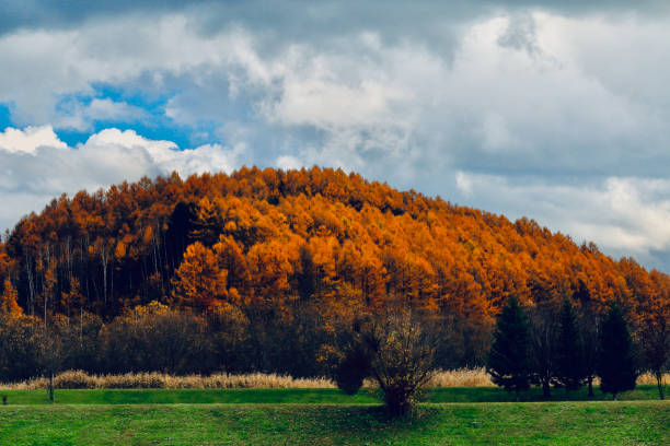 istock Autumn larch forests 1284523636