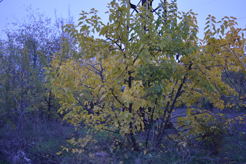 Bright yellow leaves