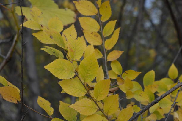 istock Unusual yellow, green, red, small leaves growing on thin shrub branches in November. A pleasant and exciting background of Ukrainian autumn with its unique beauty and insight. 1284524695