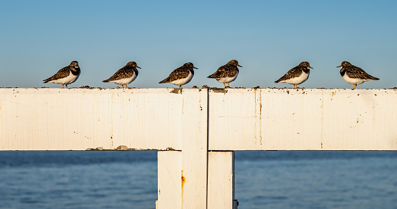 Large flock of sanderlings (Calidris alba) landing on wooden groins.