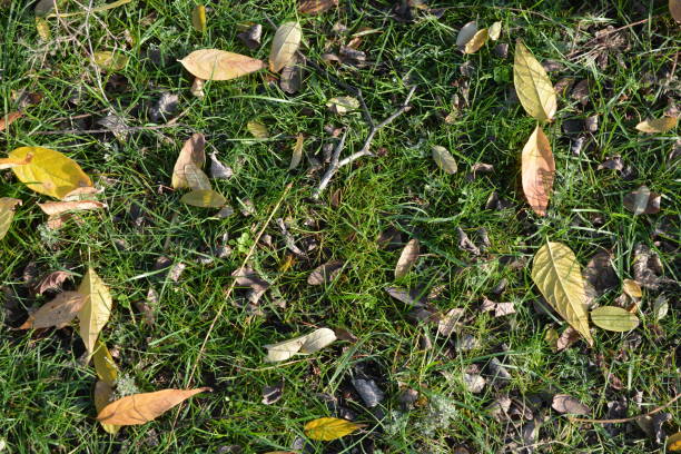 piccoli righi verdi che crescono su tutta la terra con foglie dorate, gialle, arancioni su di esso e tutti sono illuminati dal sole di novembre. - pompa daria foto e immagini stock