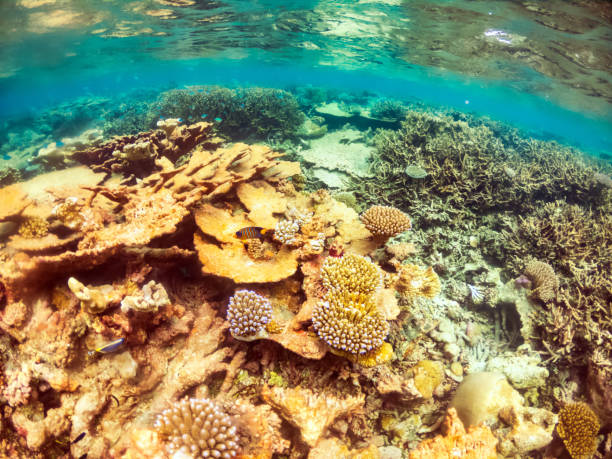 istock Underwater ocean life with corals and tropical fish 1284527817