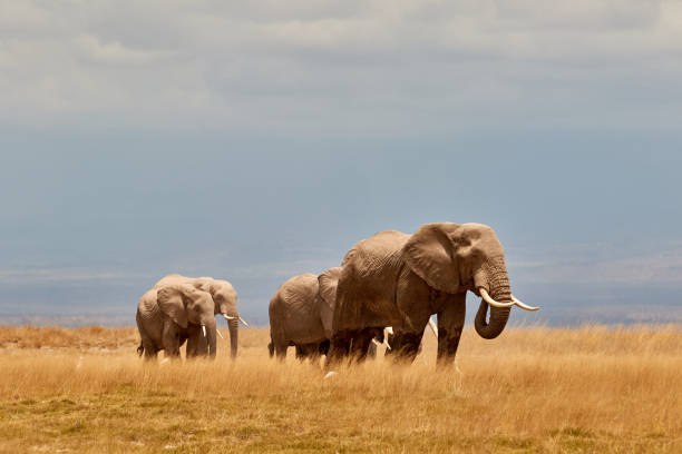 istock Herd of elephants in Amboseli 1284529100