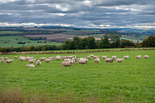 Sheep Grazing in the Scottish Borders