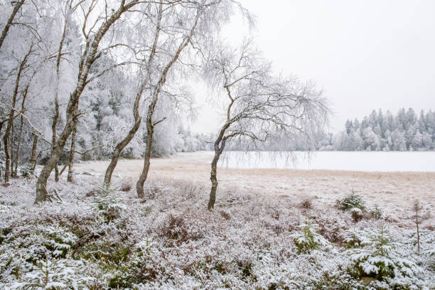 istock Frosted birch trees at a lake in winter 1284531658