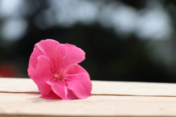 Nerium oleander are blooming on wood