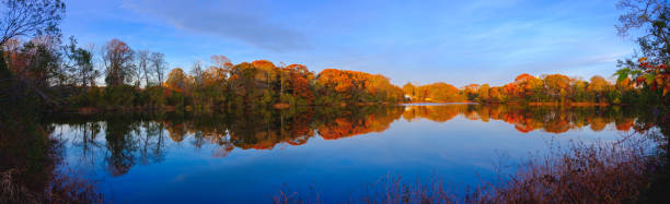 paisaje panorámico del bosque de otoño sobre el estanque con reflejos simétricos sobre el agua azul con plantas de agua - november tranquil scene autumn leaf fotografías e imágenes de stock