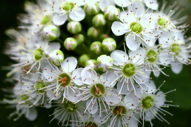 istock White spring flowers close up. Floral beautiful background. Nature. 1284531965