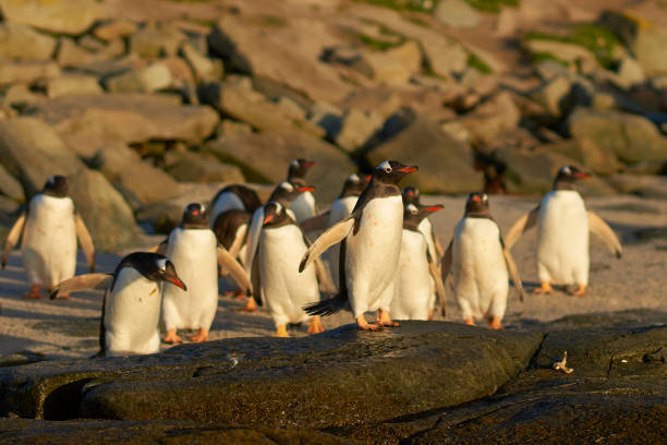 istock Gentoo Penguins going to sea 1284532784