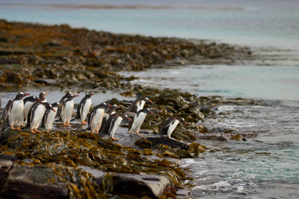 istock Gentoo Penguins going to sea 1284532858