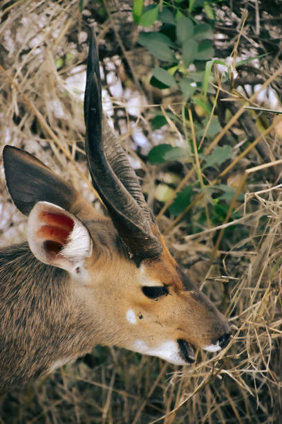 Cape bushbuck antelope eating in the bush Cape bushbuck (Tragelaphus sylvaticus) antelope eating bush vegetation, African wildlife bushbuck stock pictures, royalty-free photos & images
