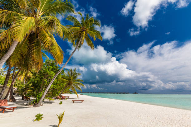 istock Tropical beach in Maldives with palm trees and vibrant lagoon 1284534040