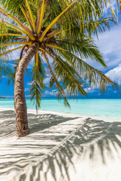 istock Tropical beach in Maldives with palm trees and vibrant lagoon 1284534074